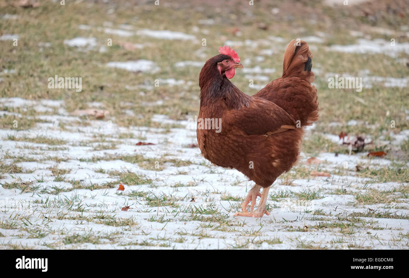 Rhode Island Red backyard chickens foraging in melting snow with grass