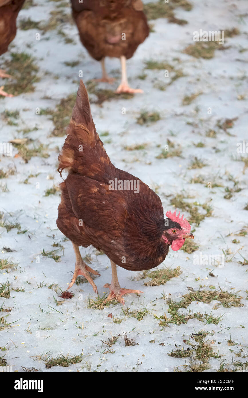 Rhode Island Red backyard chickens foraging in melting snow with grass