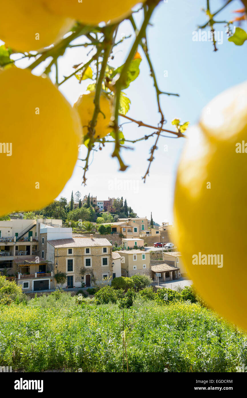 Lemon trees, Estellencs, Majorca, Spain Stock Photo