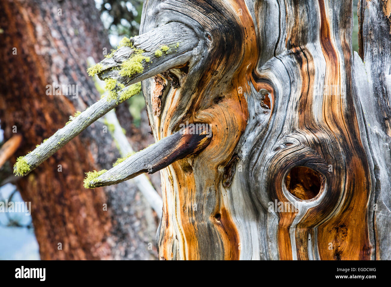 Coarse woody debris of an Swiss pine, Tamangur, Lower Engadine, Canton of Grisons, Switzerland Stock Photo