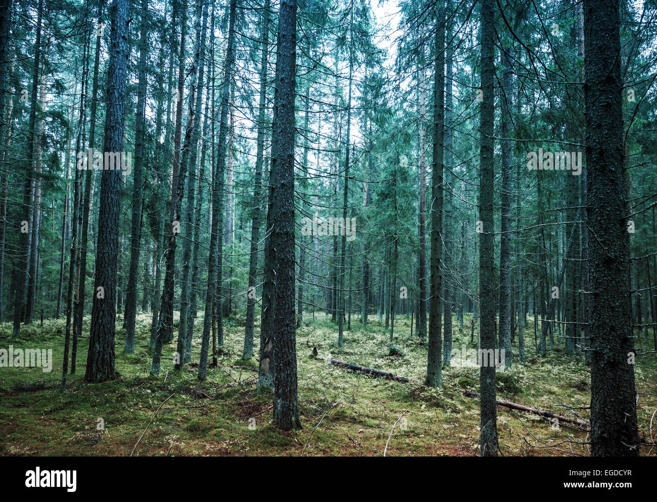 Forest of Pine Trees Stock Photo by ©eric1513 105639384