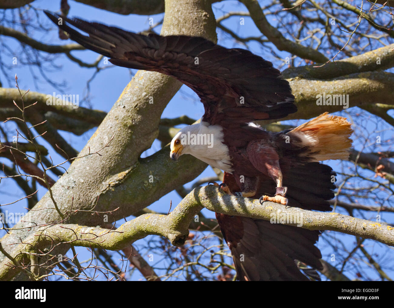 African Fish Eagle (haliaeetus vocifer) in tree Stock Photo