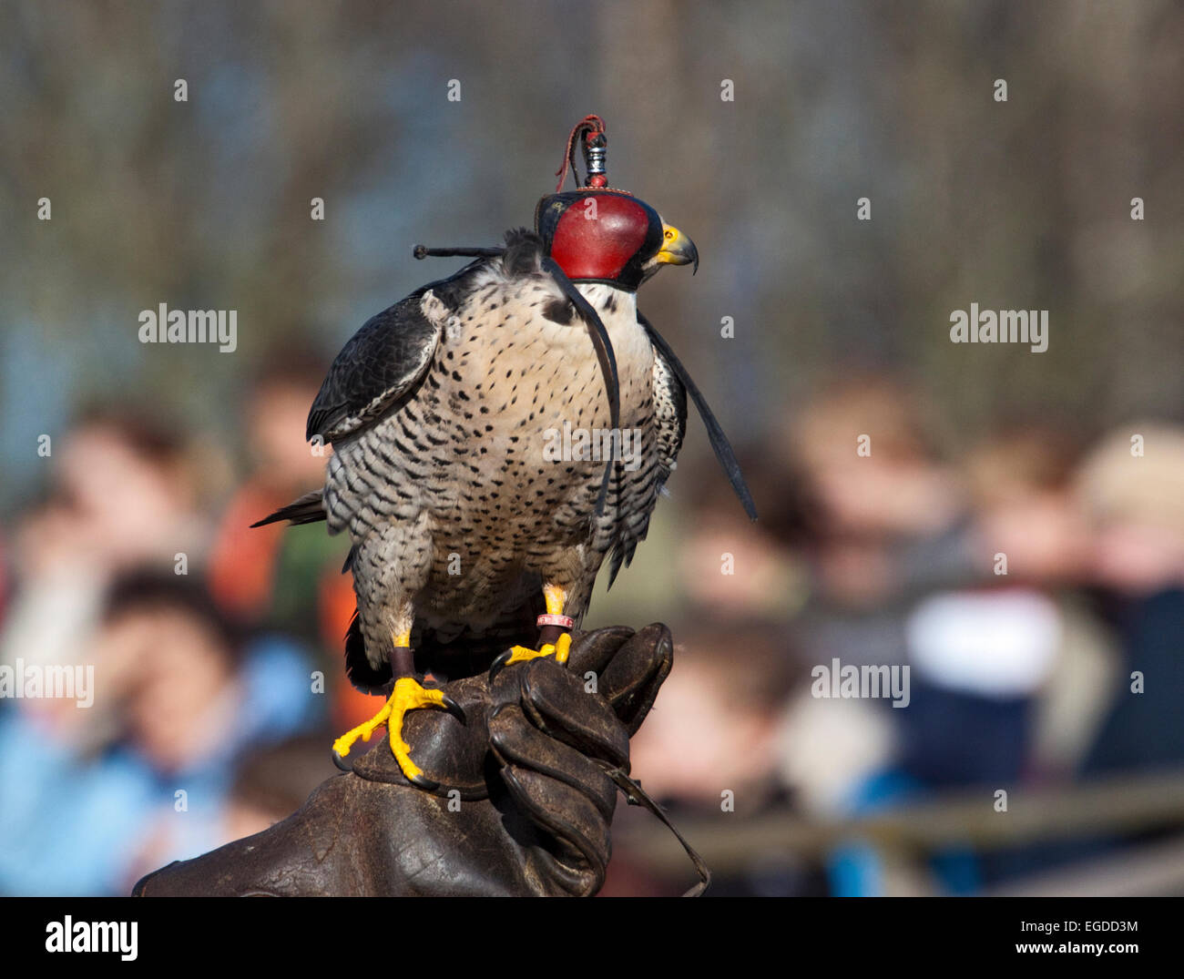 Peregrine Falcon ( falco peregrinus) wearing hood, held by Falconer Stock Photo
