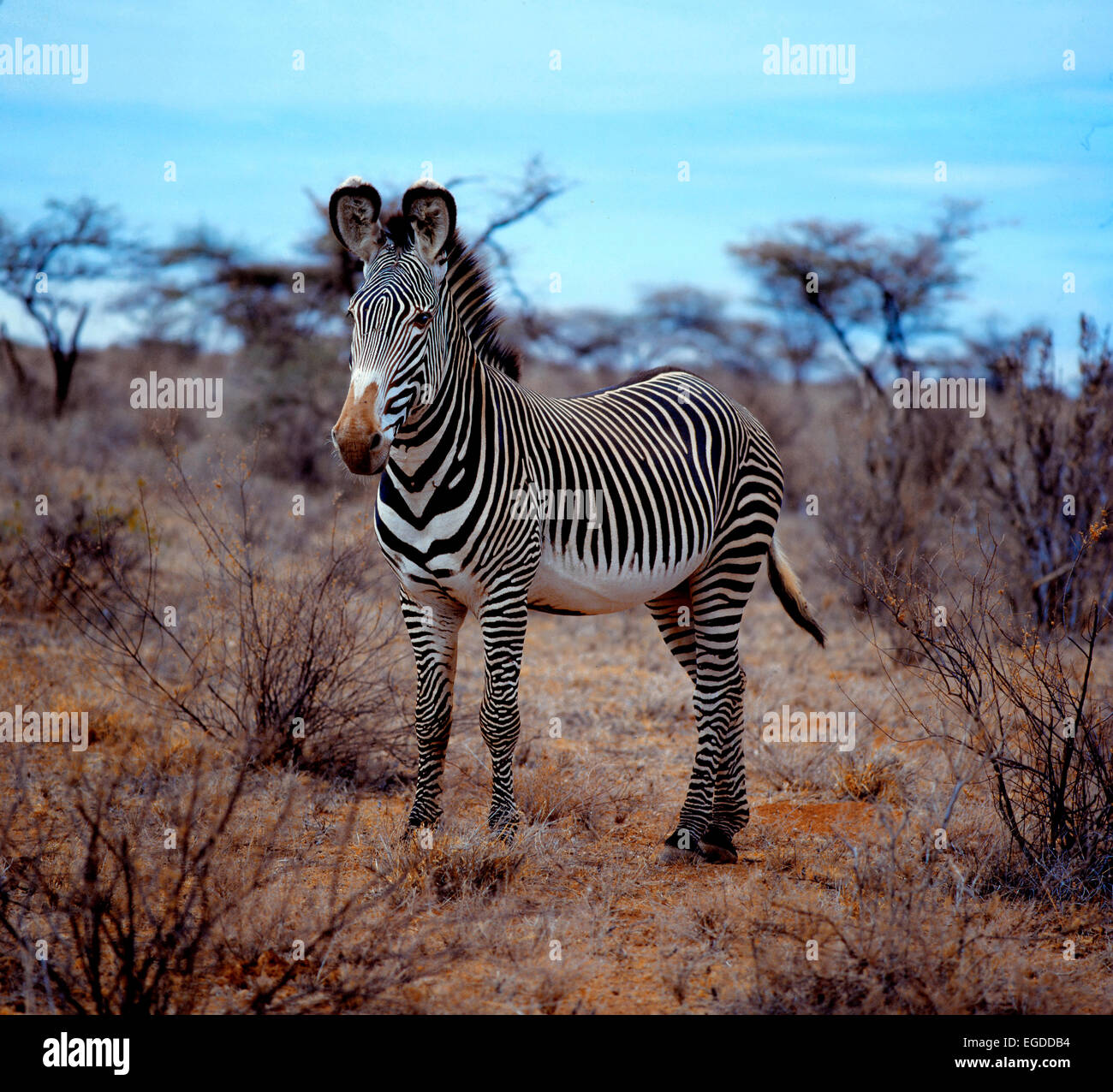 Grevy's Zebra (Equus grevyi) in thorny dry bush Stock Photo