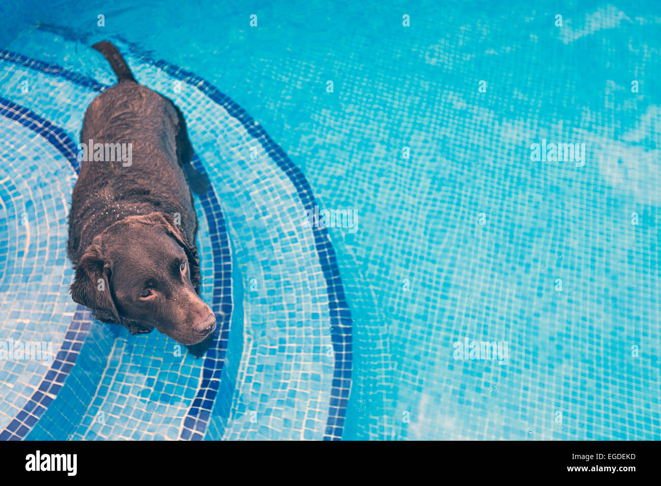 Dog in Swimming Pool Stock Photo