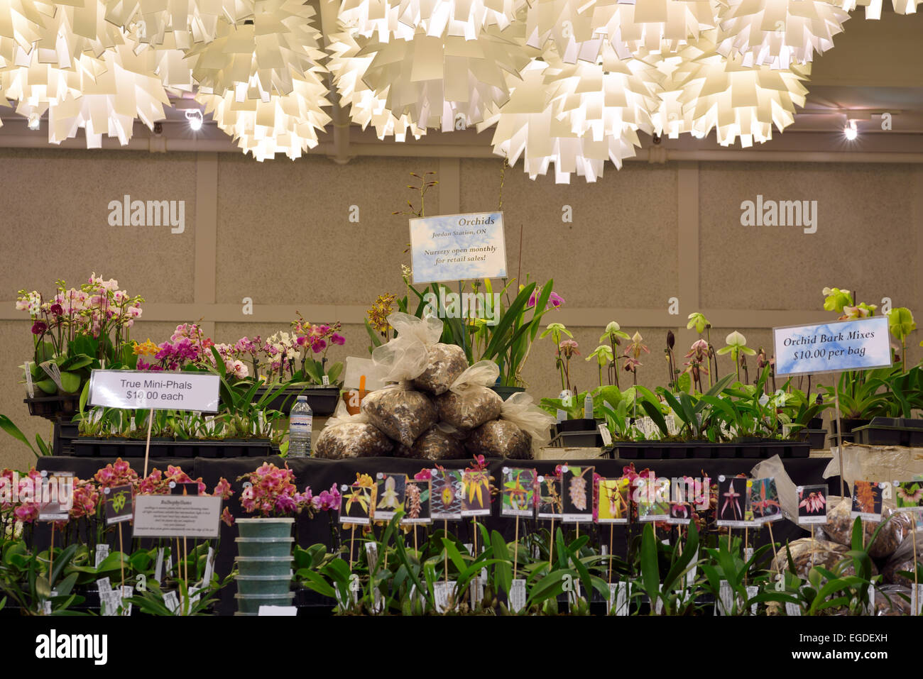 southern ontario orchid society show vendor supplies display table