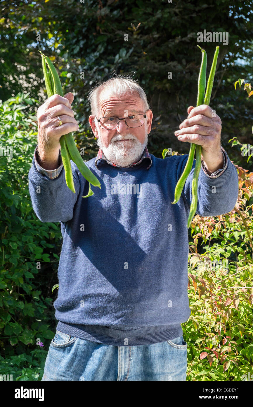 Older man holding long runner beans grow in his garden, Gloucestershire England UK Stock Photo