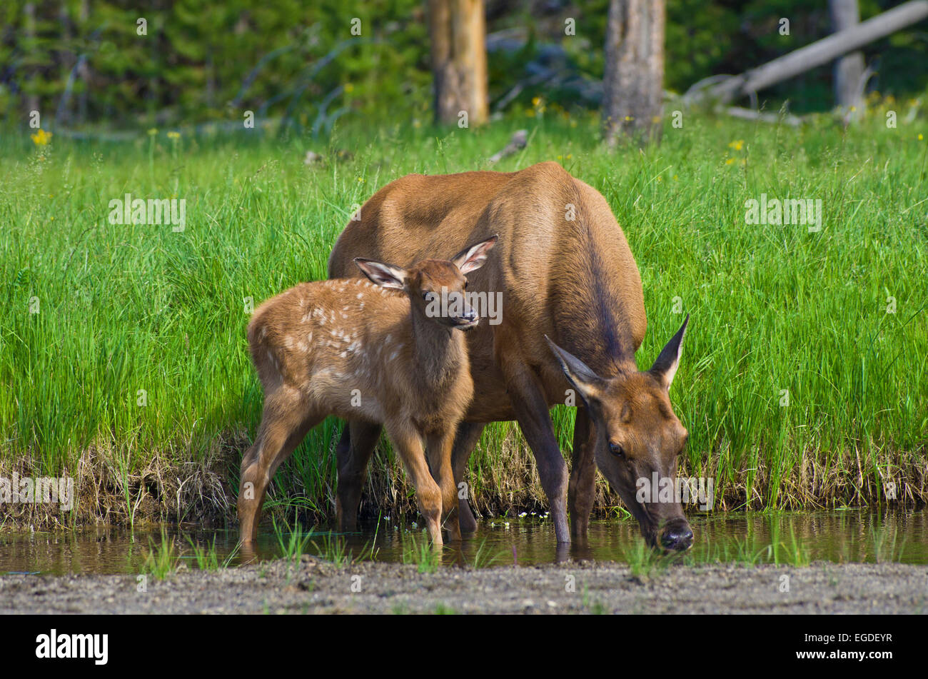 Baby elk and mother elk, Yellowstone National Park, Wyoming, United States  Stock Photo - Alamy, image size:1300x951