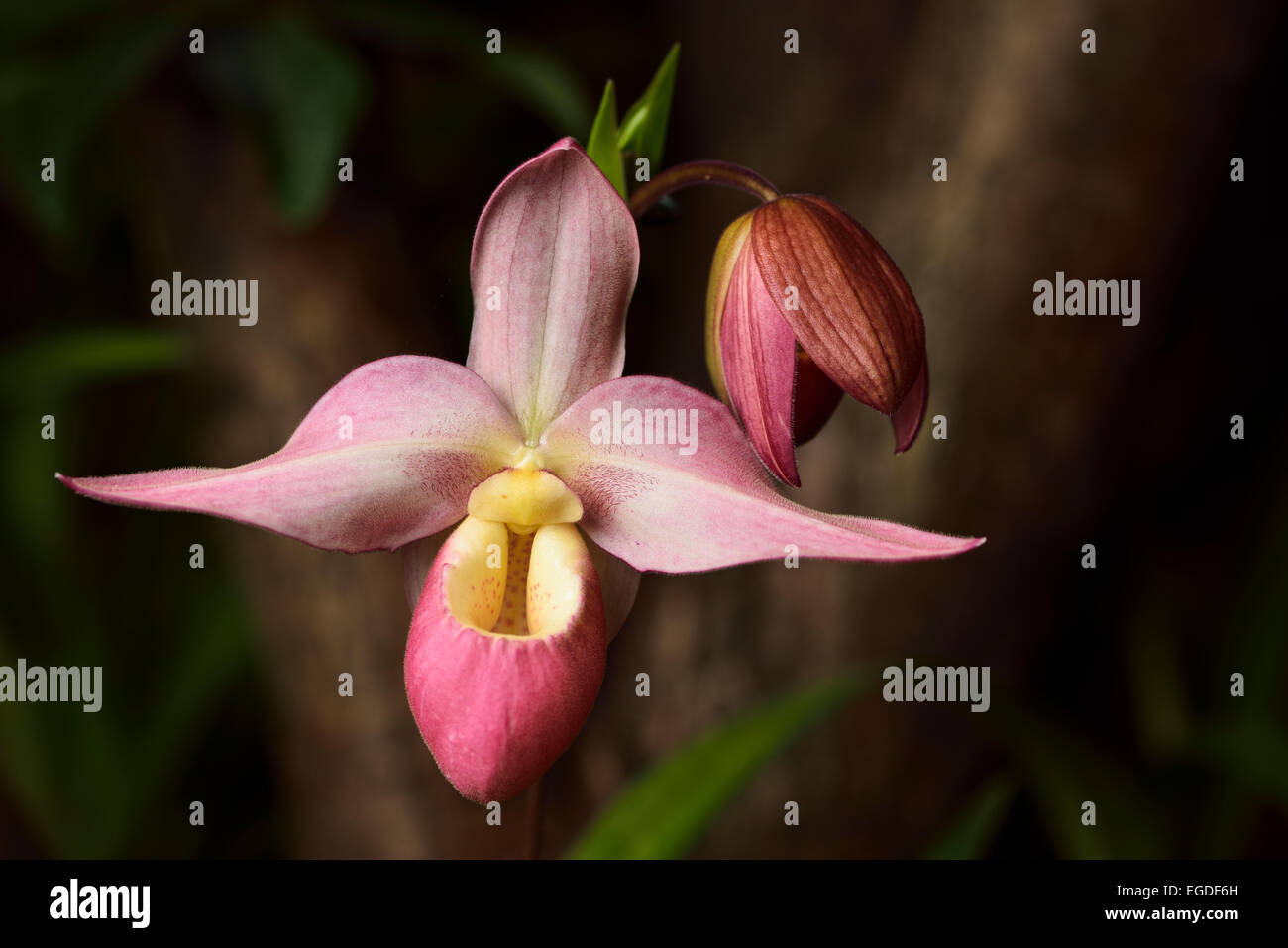 Pink Phragmipedium besseae Cape Sunset Lady's Slipper orchid flower hybrid on dark background Stock Photo