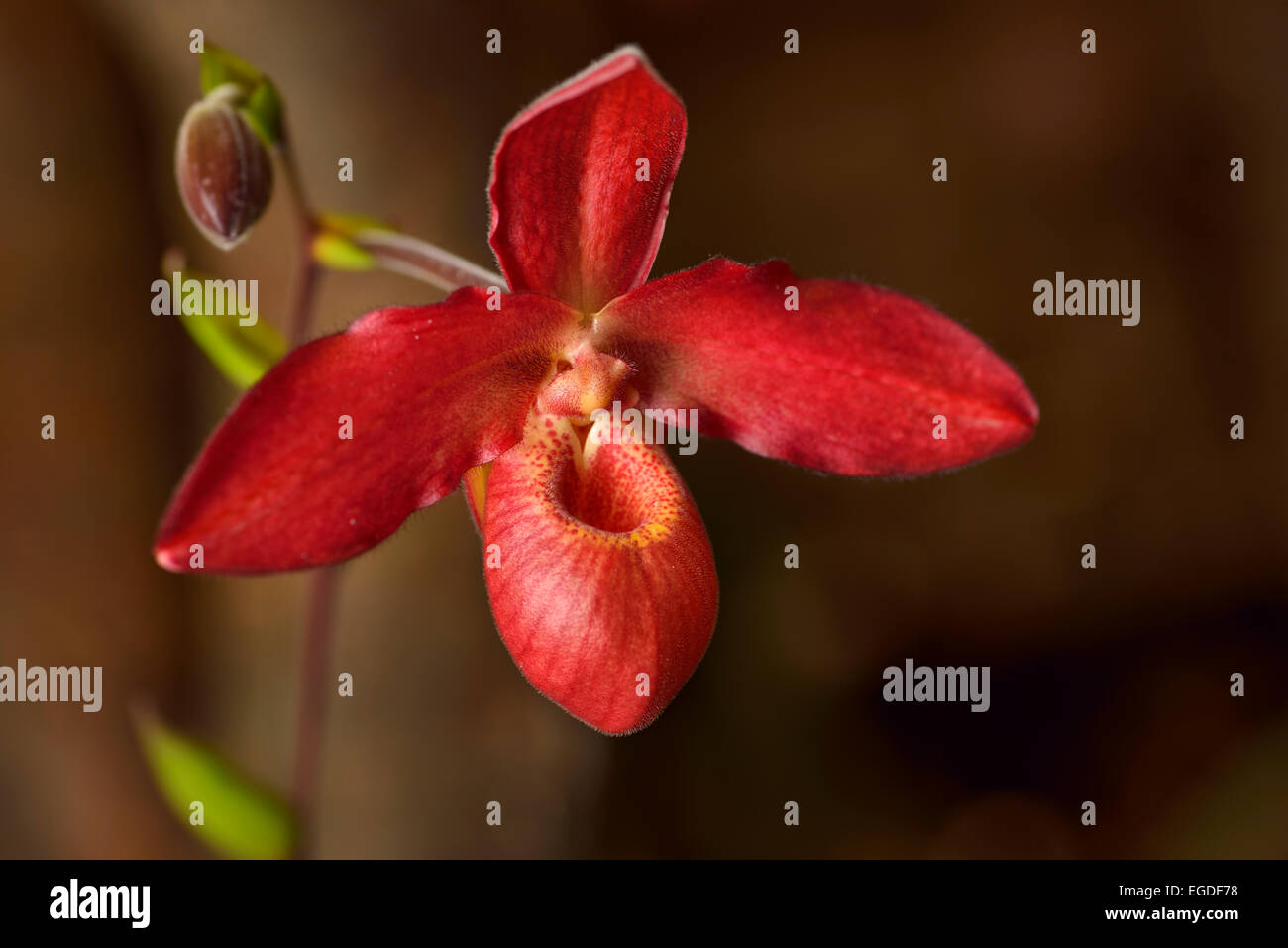 Red Phragmipedium besseae Living Fire 'Sarah' Lady's Slipper orchid flower hybrid Stock Photo