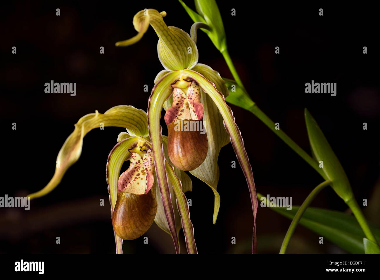 Long petal Phragmipedium Grande Macrochilum Lady's Slipper orchid flower hybrid on black background Stock Photo