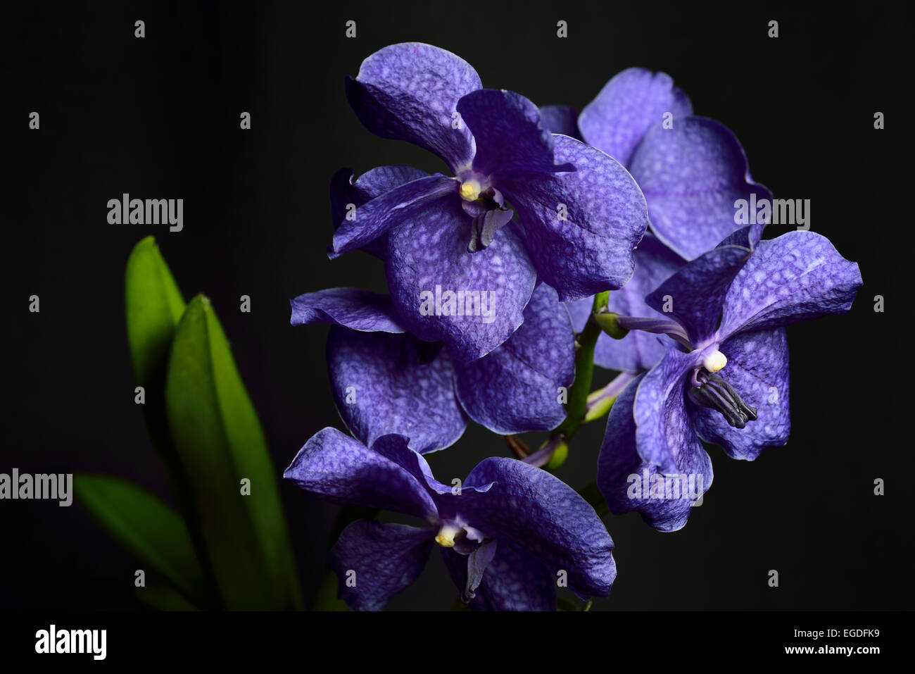 Dark blue Vanda Pachara Delight hybrid orchid flower on black background Stock Photo