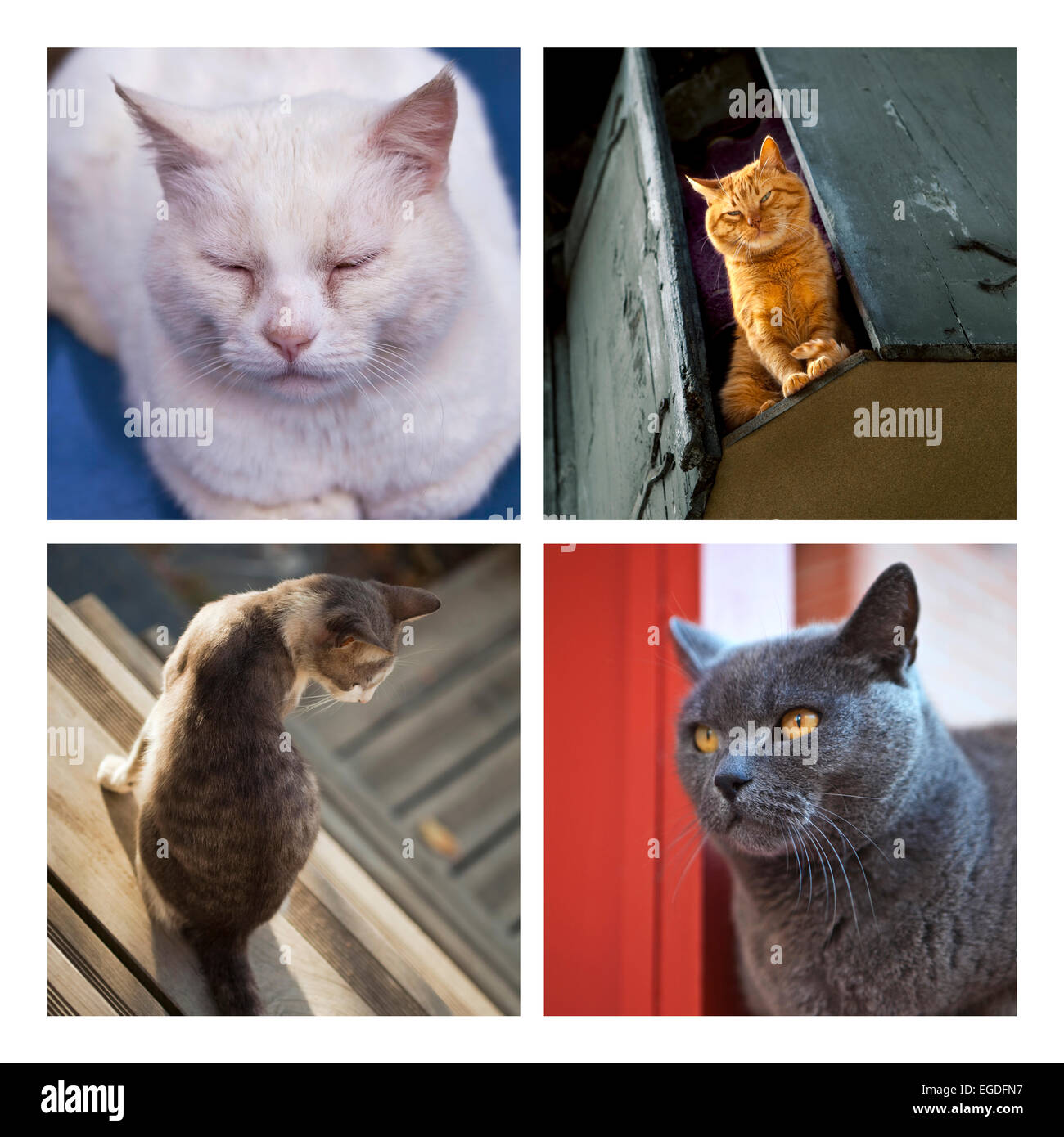 Various cats on a collage Stock Photo