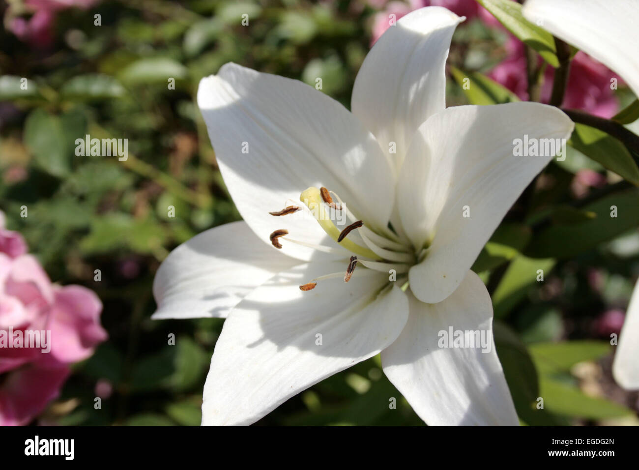 lily blossom in the summertime Stock Photo