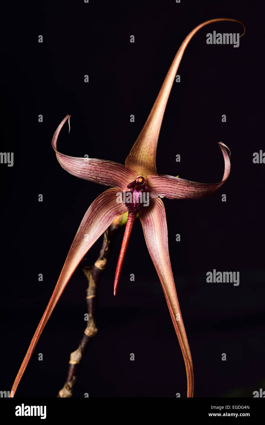 Star shaped Bulbophylllum echinolabium or Rat Tail orchid flower on black background Stock Photo