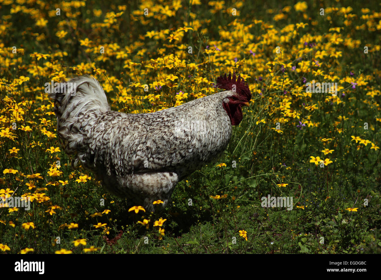 A white rooster in a field of yellow wildflowers on a farm in Cotacachi, Ecuador Stock Photo