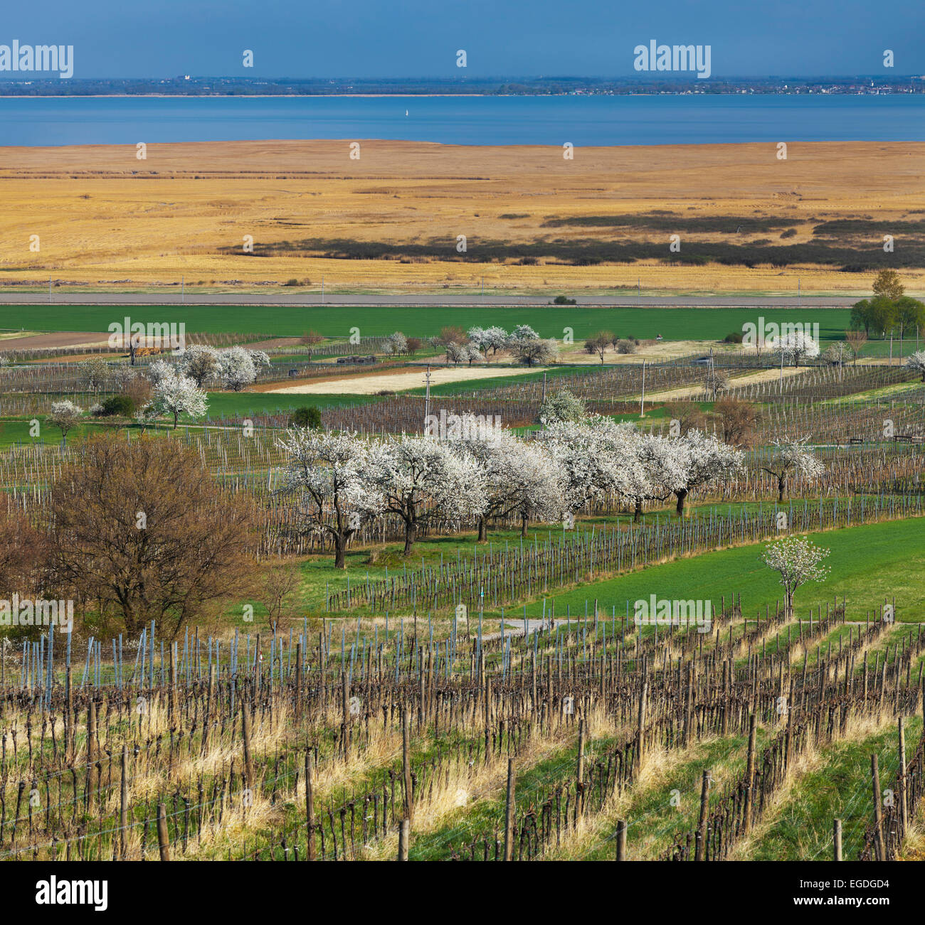 Vineyards and cherry blossom near Donnerskirchen, lake Neusiedl, Burgenland, Austria Stock Photo