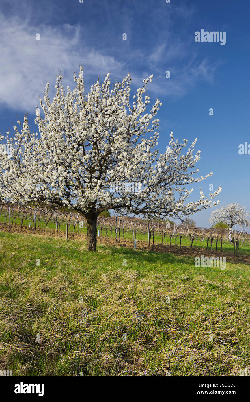 Blossoming cherry tree near Donnerskirchen, Burgenland, Austria Stock Photo