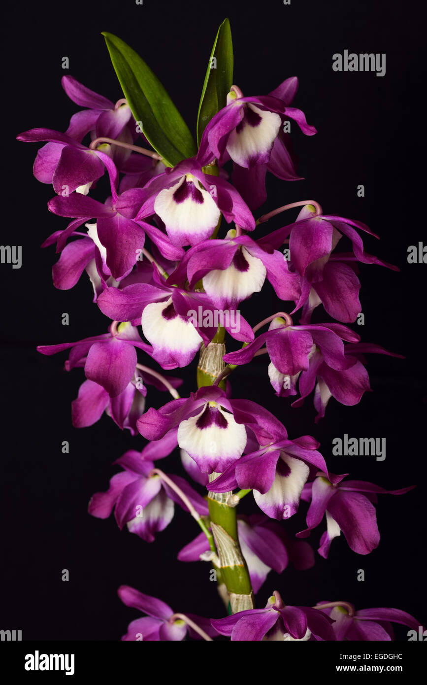Purple Dendrobium Super Ise White Center hybrid orchid flower cultivar on black background Stock Photo