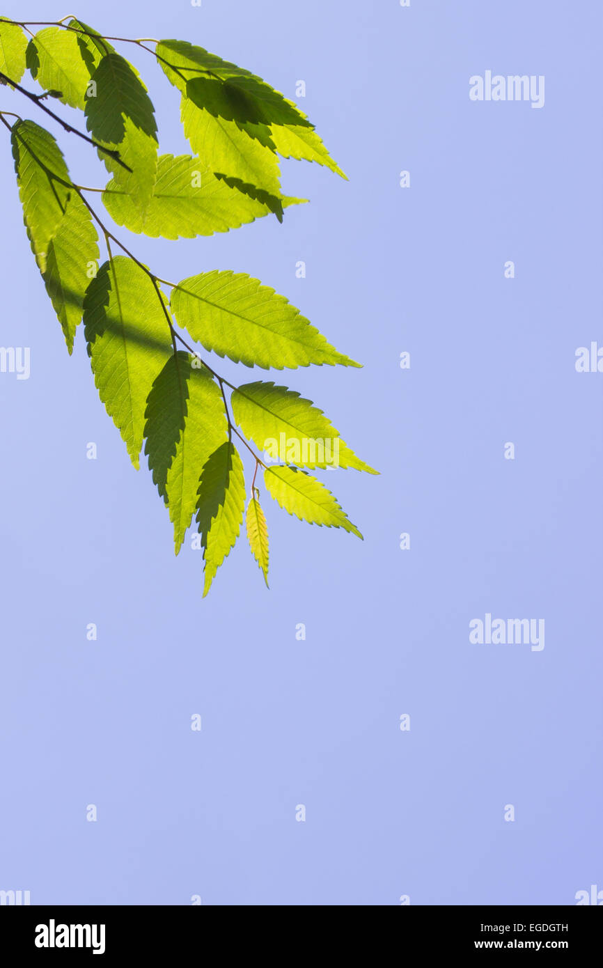 Leaves against bright blue sky hi-res stock photography and images - Alamy
