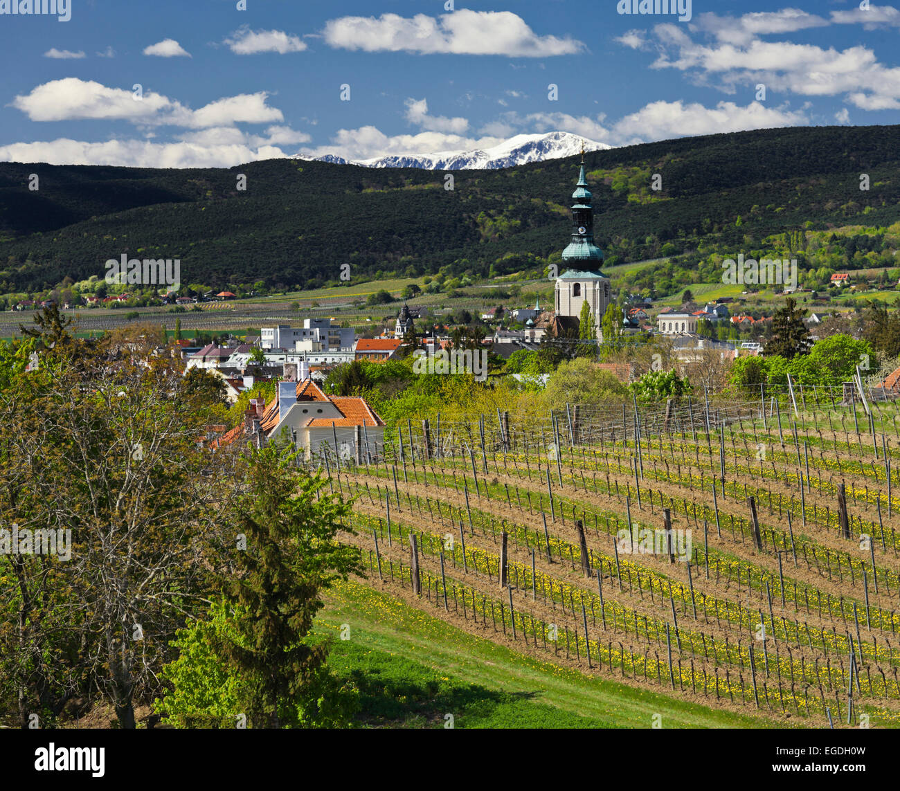 View towards Baden with vineyards, Baden bei Wien, Lower Austria, Austria Stock Photo