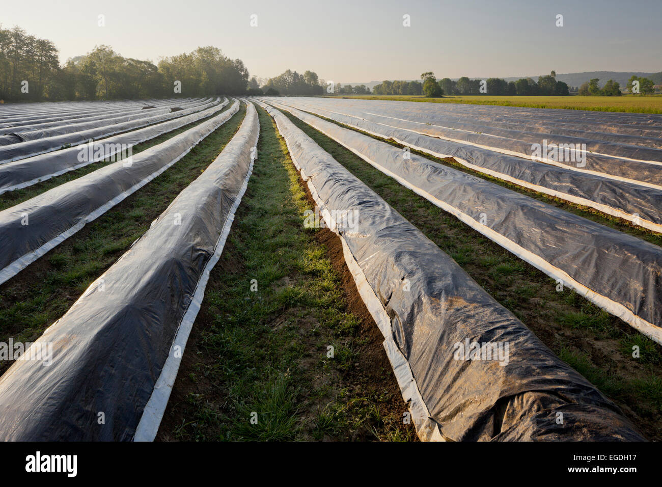 Asparagus cultivation of white asparagus, Jennersdorf, Burgenland, Austria Stock Photo