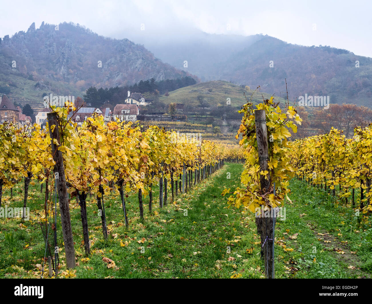 Vineyards in Autumn Durnstein Wachau Valley Austria Stock Photo