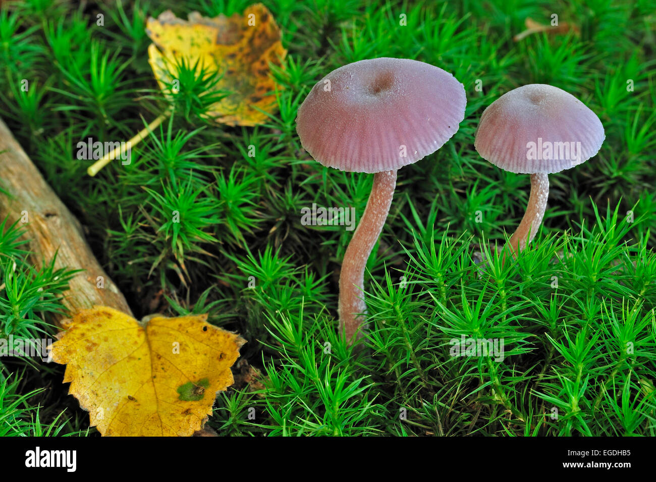 Amethyst deceiver fungi (Laccaria amethystina / Laccaria amethystea) amongst moss in autumn forest Stock Photo