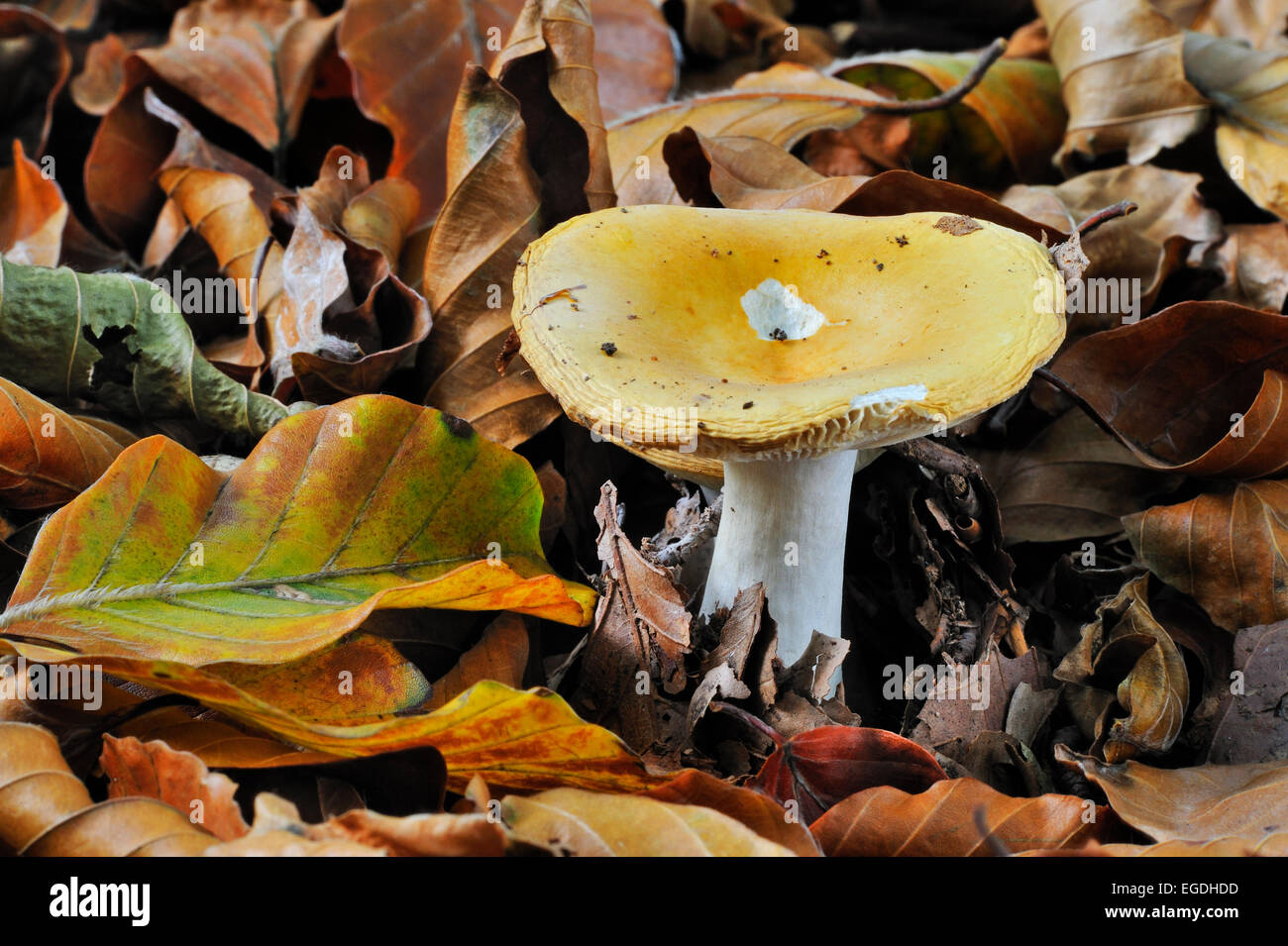 Geraniumscented Russula / bitter Russule / Geranium brittlegill