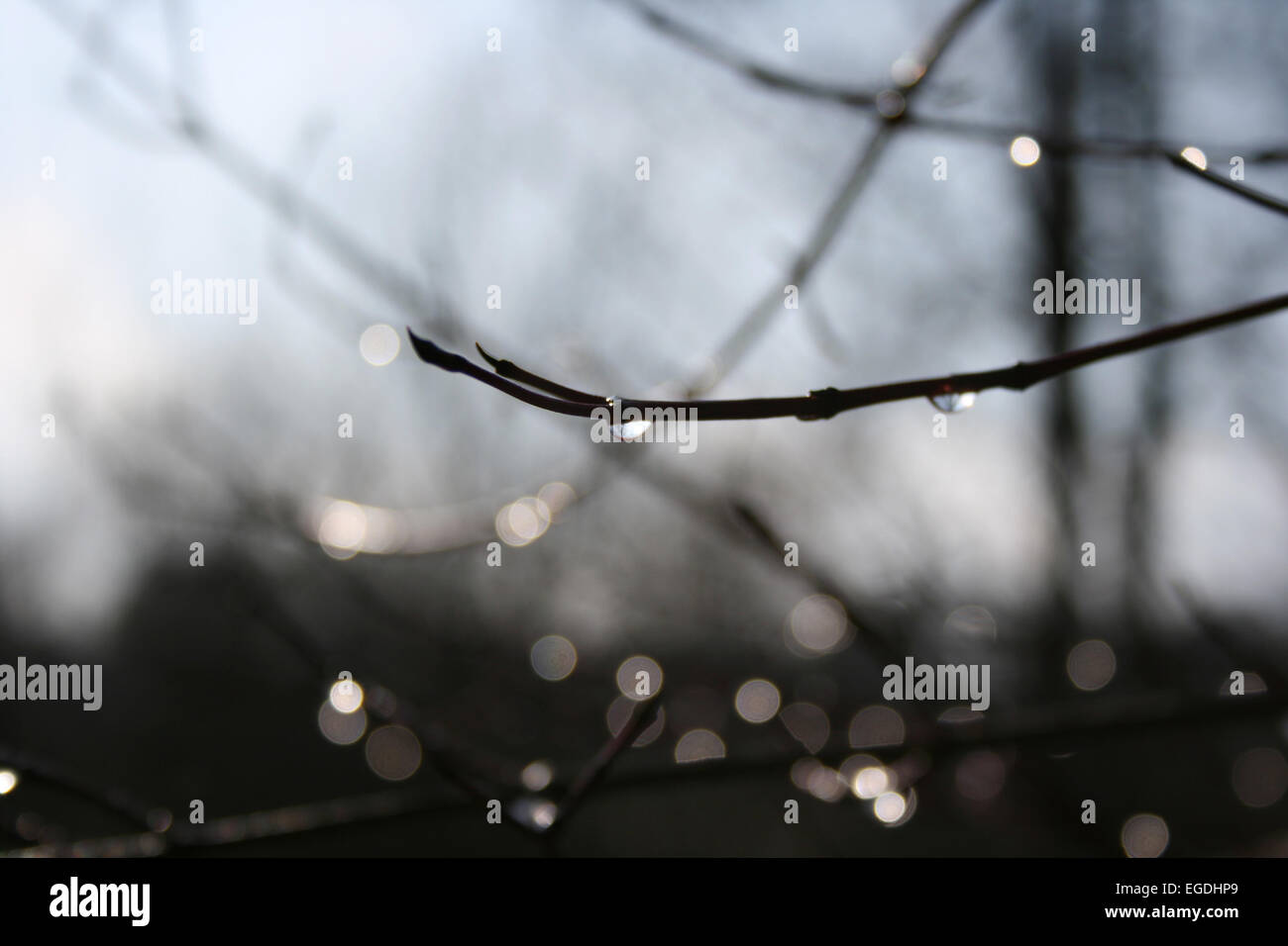 waterdrops on a branch Stock Photo