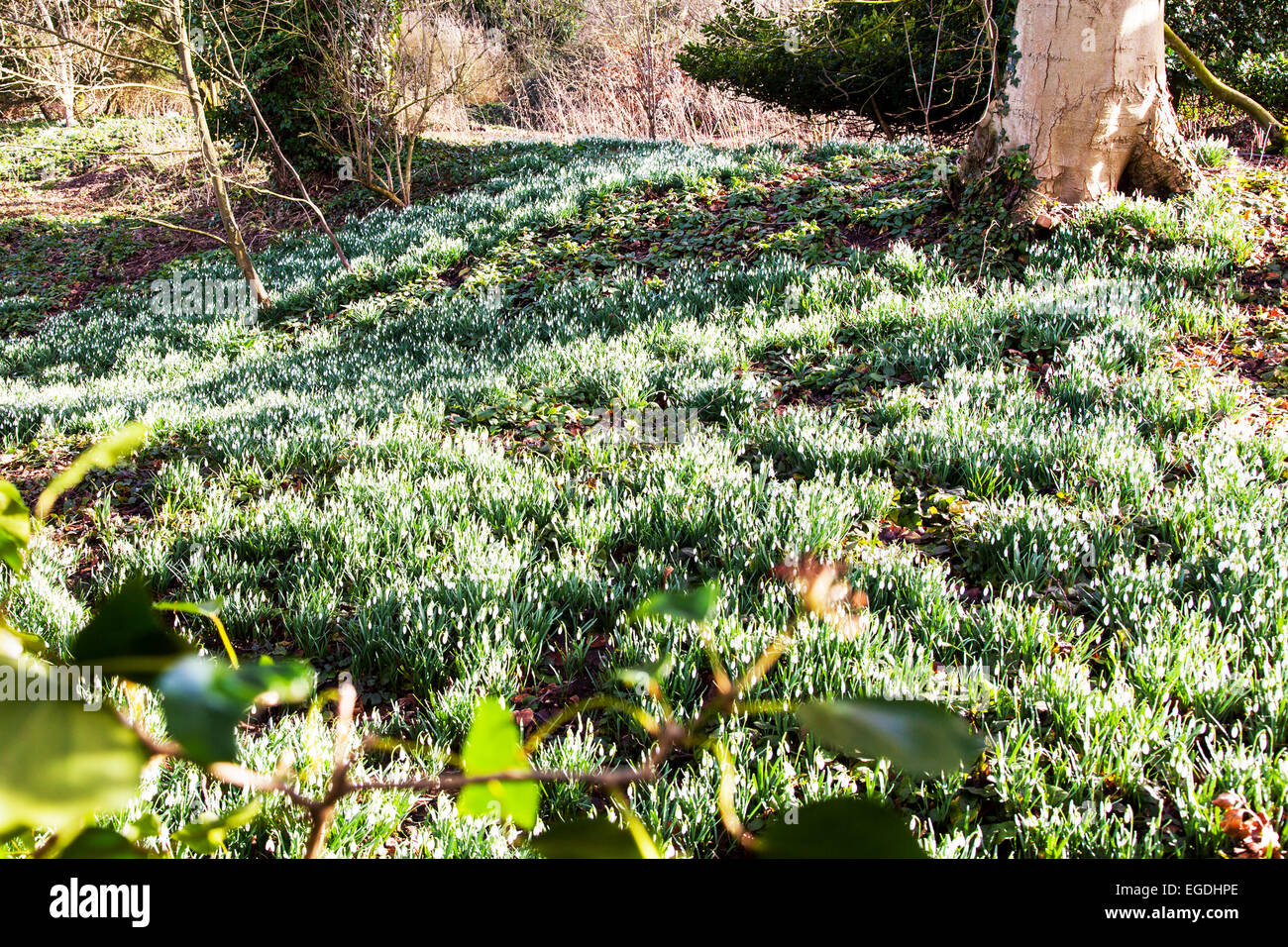 Snowdrops Galanthus nivalis field in sun flower snowdrop flowers sunshine out early backlit by sunshine  Louth Lincolnshire, snowdrop flower Stock Photo