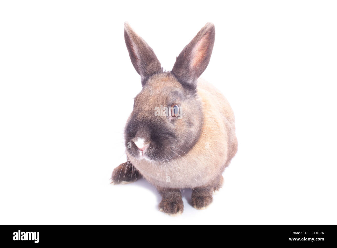 Scary rabbit hi-res stock photography and images - Alamy