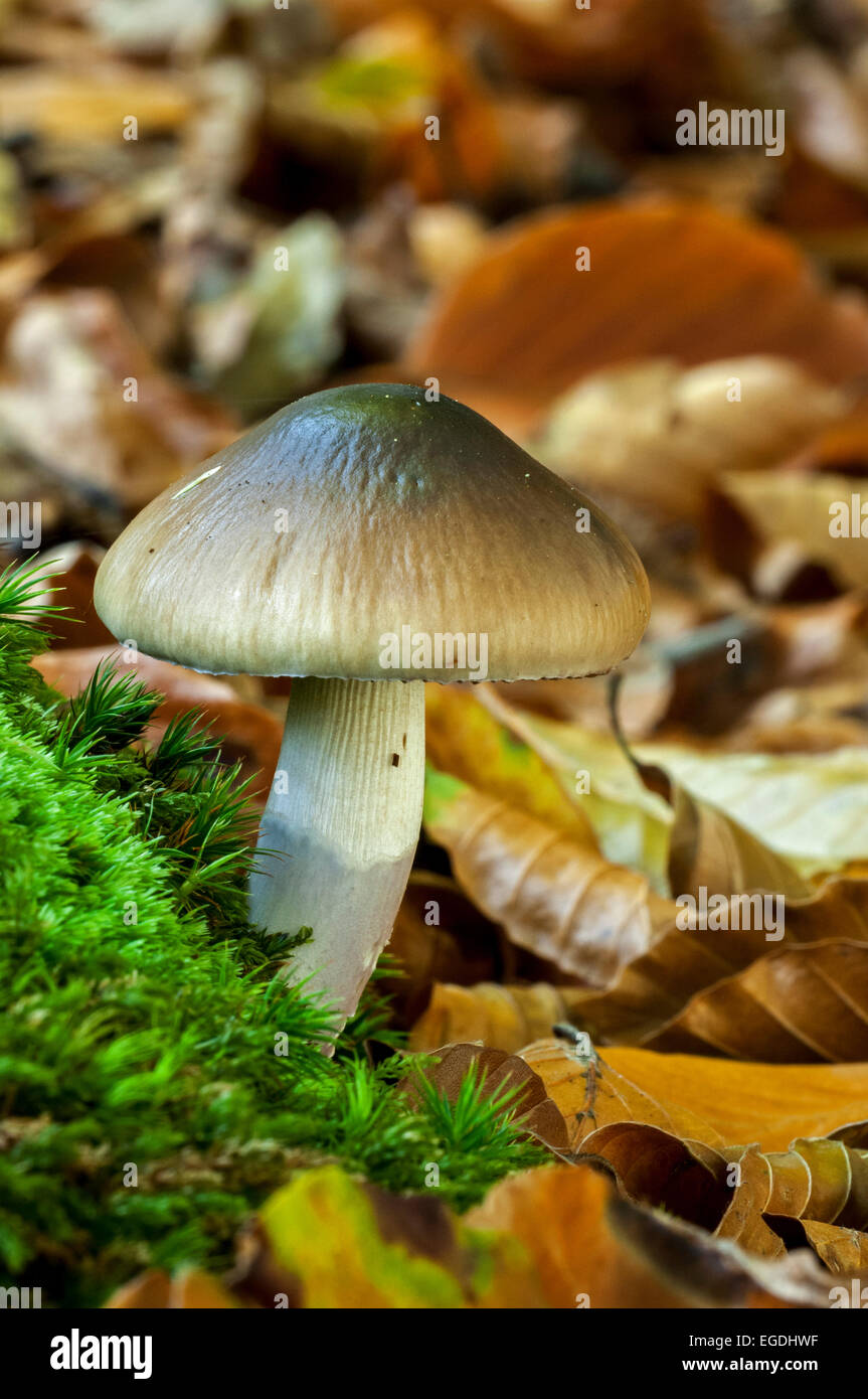 Blue-girdled webcap (Cortinarius collinitus) showing stem covered by bluish / lilac slime veil Stock Photo