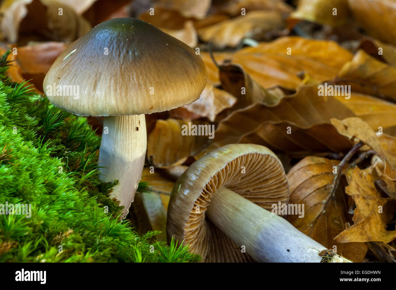 Blue-girdled webcap (Cortinarius collinitus) showing gills and stem covered by bluish / lilac slime veil Stock Photo