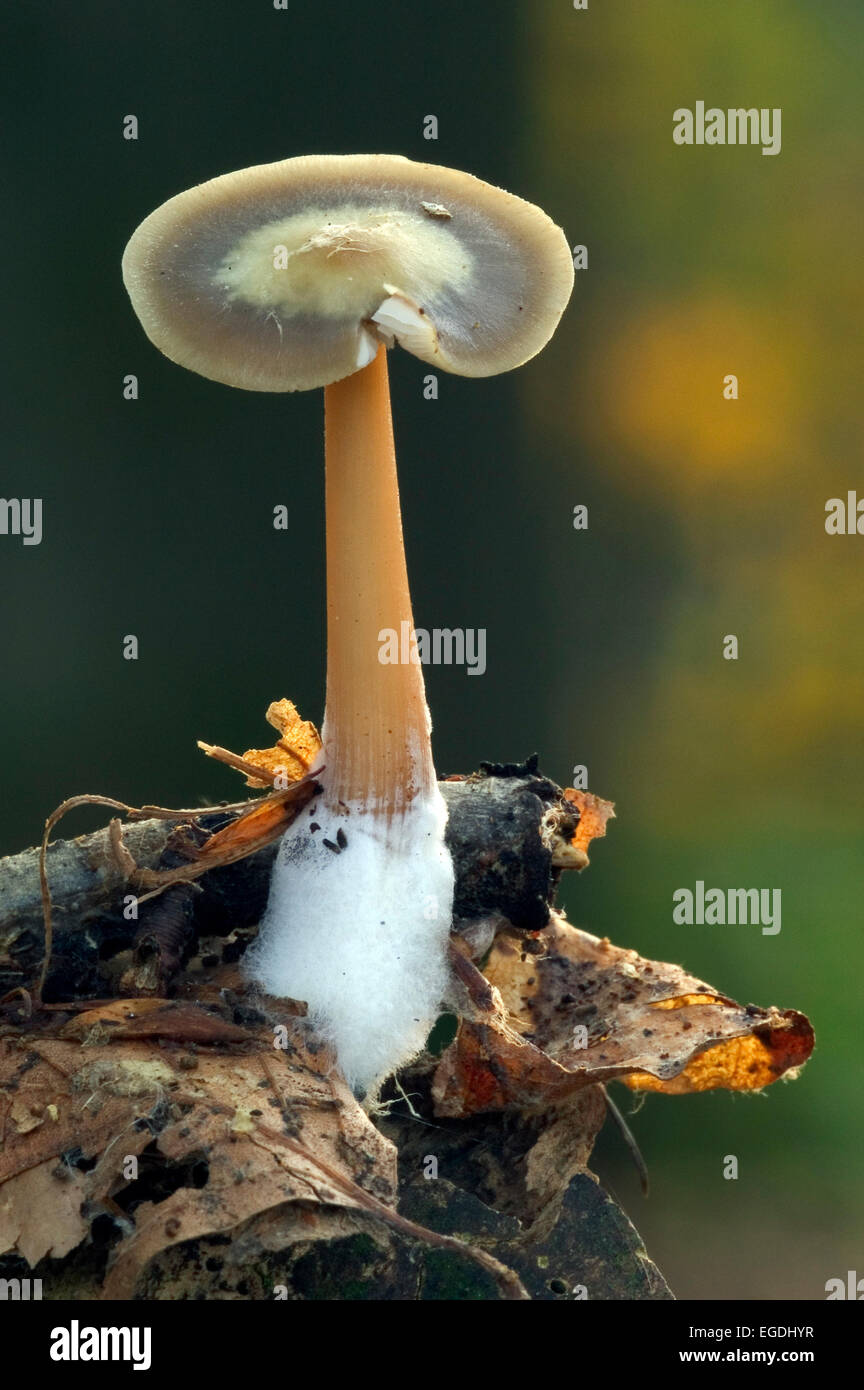 Buttery collybia / butter cap fungus showing mycelium at base (Rhodocollybia butyracea