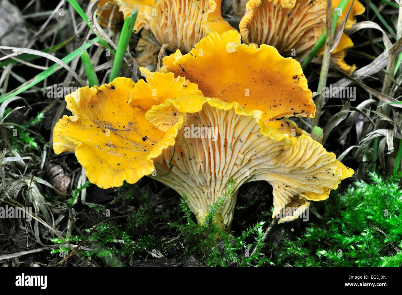 Chantarelle / golden chanterelle / girolle (Cantharellus cibarius) Stock Photo
