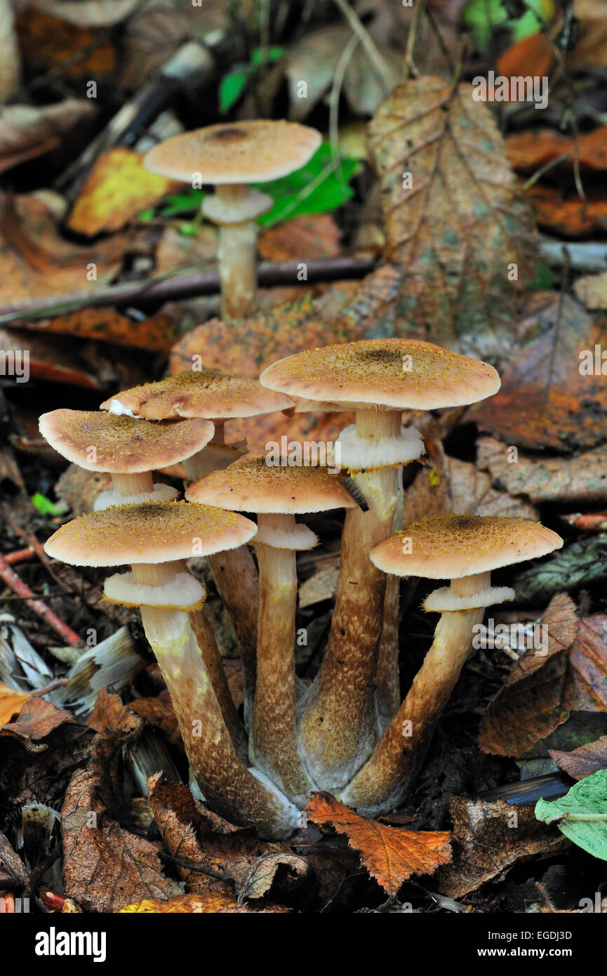 Honey fungus (Armillaria mellea / Armillariella mellea) toadstools Stock Photo