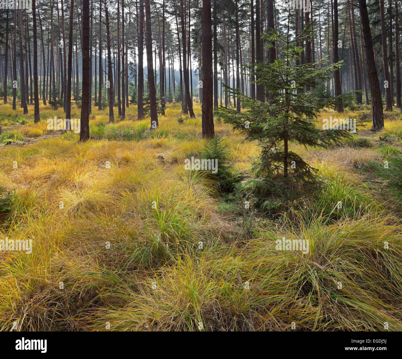 Pine forest, Dunkelsteiner Wald, Goettweig, Lower Austria, Austria Stock Photo