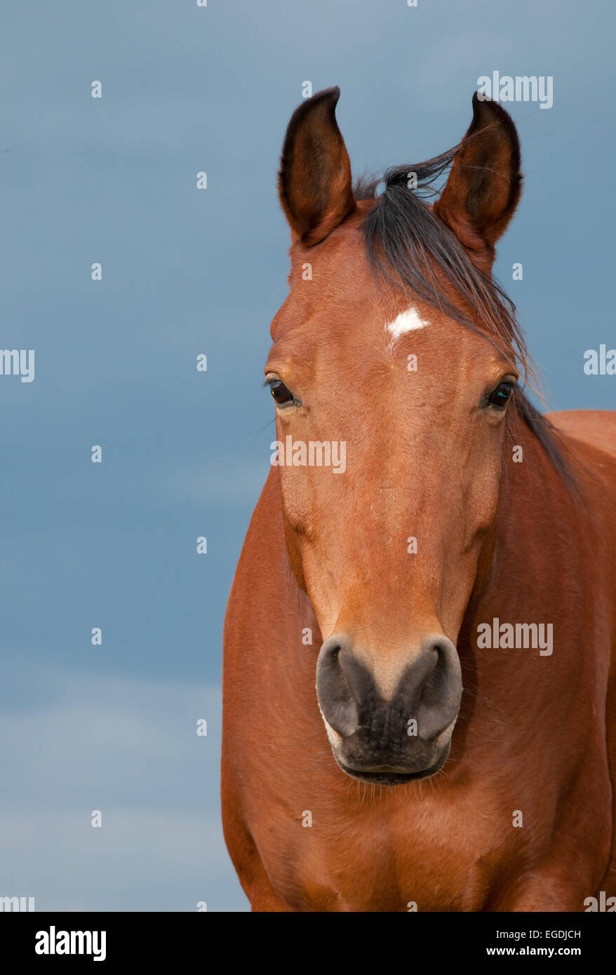 Head on -image of a bay Arabian with a small star against dark cloudy sky Stock Photo