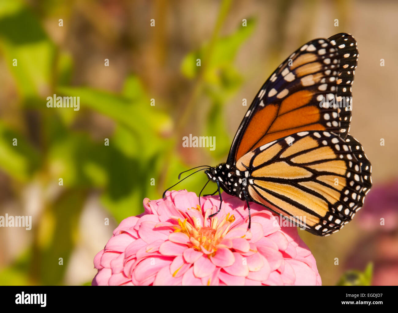 Danaus plexippus, migrating Monarch butterfly feeding on a flower Stock ...