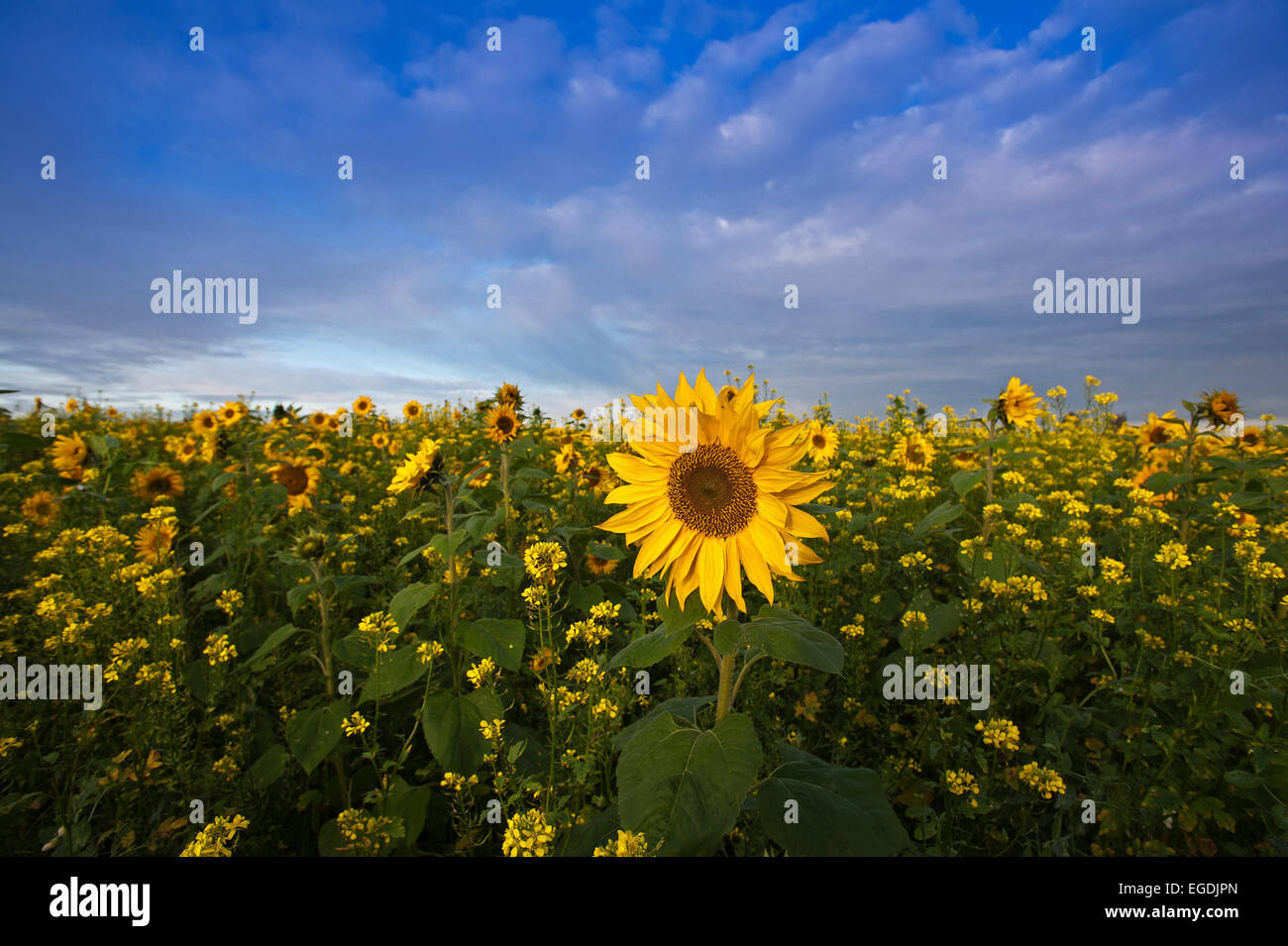 Sunflower field near Landsberg am lech, Upper Bavaria, Bavaria, Germany Stock Photo