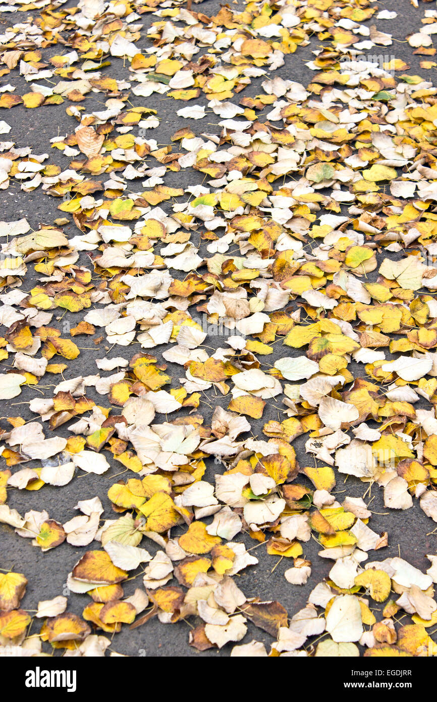 Colorful autumn leaves on ground Stock Photo