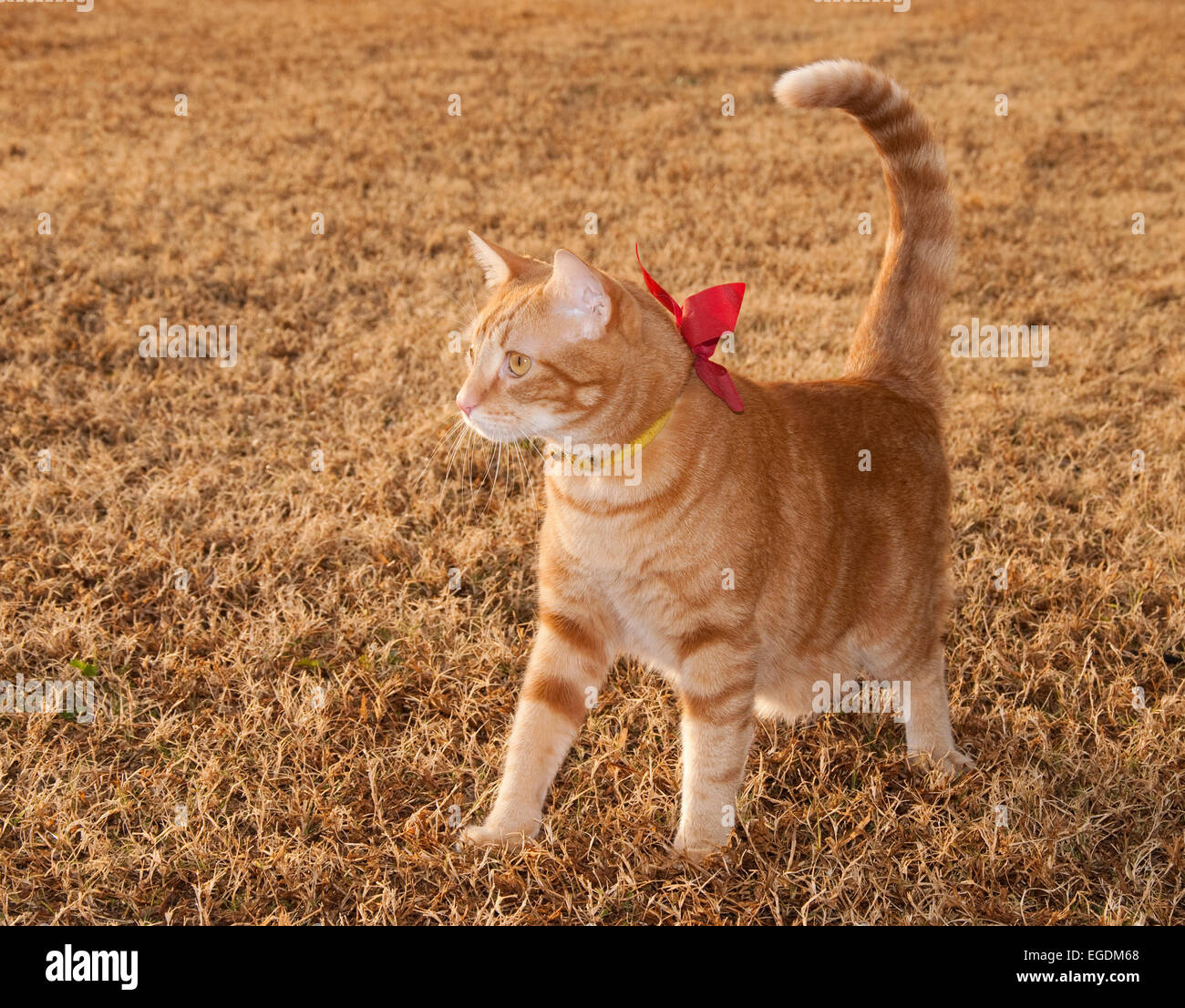 Beautiful orange tabby kitty cat on fall grass with a bow on his collar Stock Photo