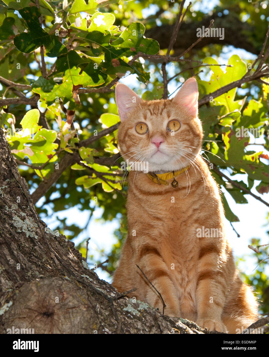 Handsome orange tabby cat up in a tree looking alert Stock Photo