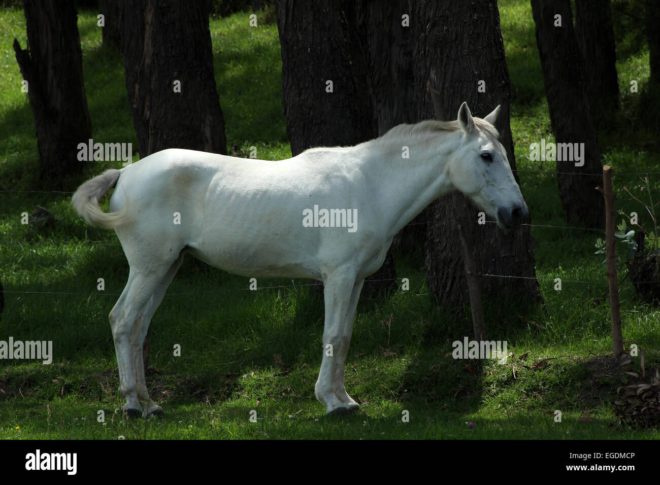 A horse in a farmers pasture in Cotacachi, Ecuador Stock Photo