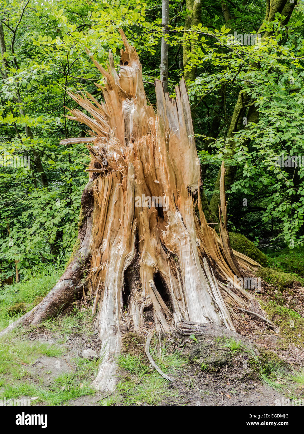 Power of the wind completely snapped this 70cm (30inch) tree when it's roots held. Stock Photo