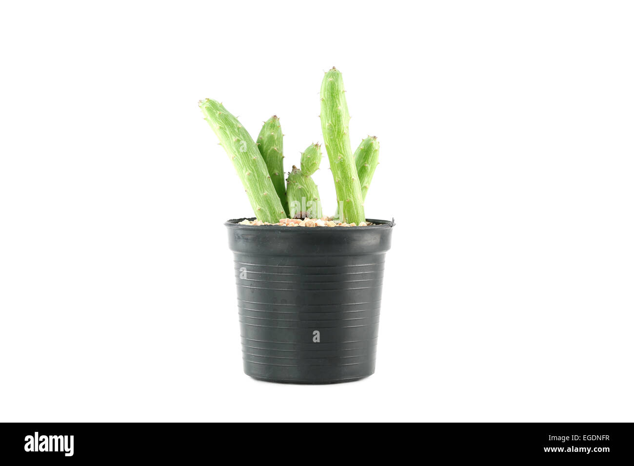 cactus in flower pot on white background Stock Photo - Alamy