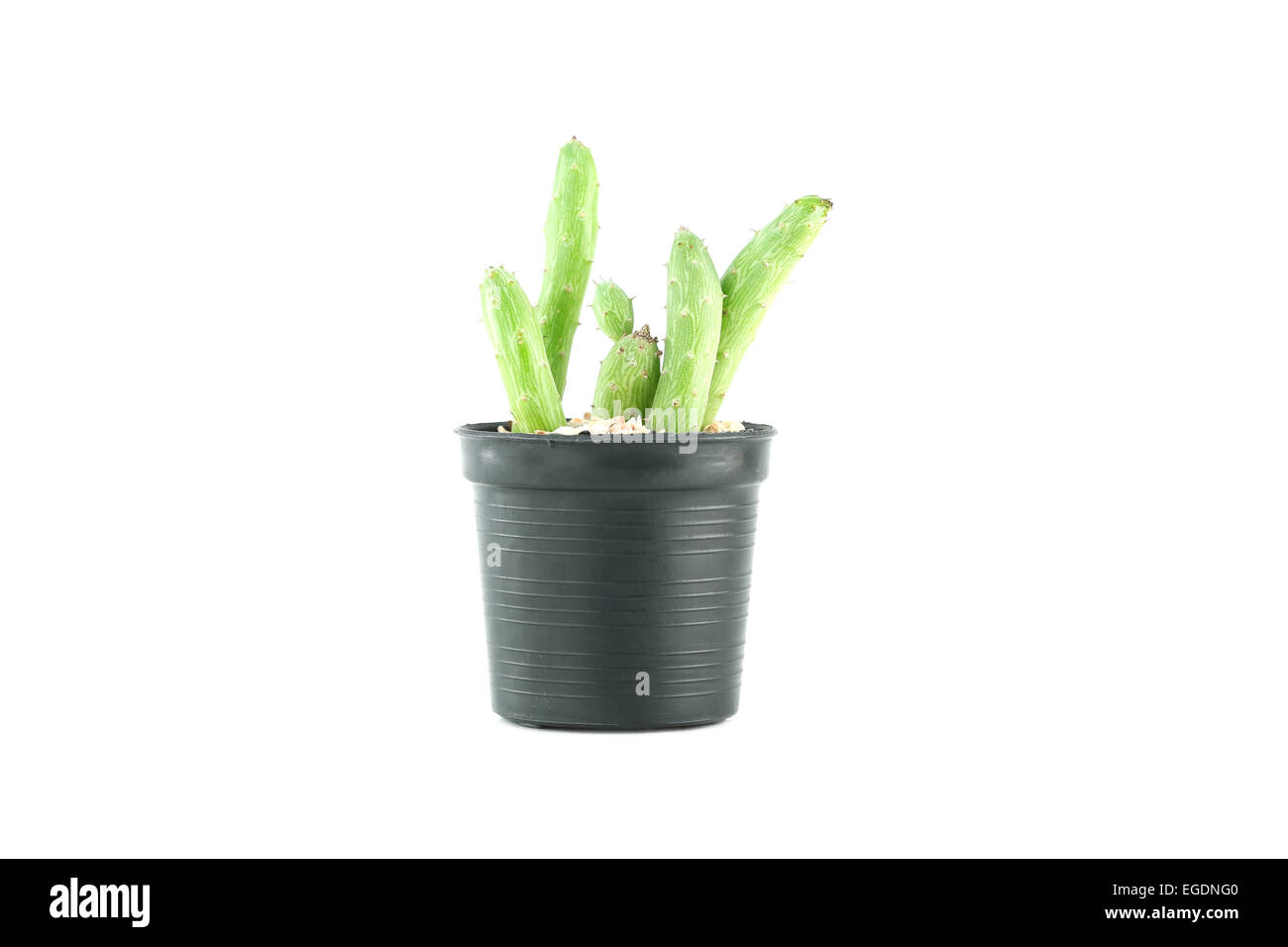 cactus in flower pot on white background Stock Photo - Alamy