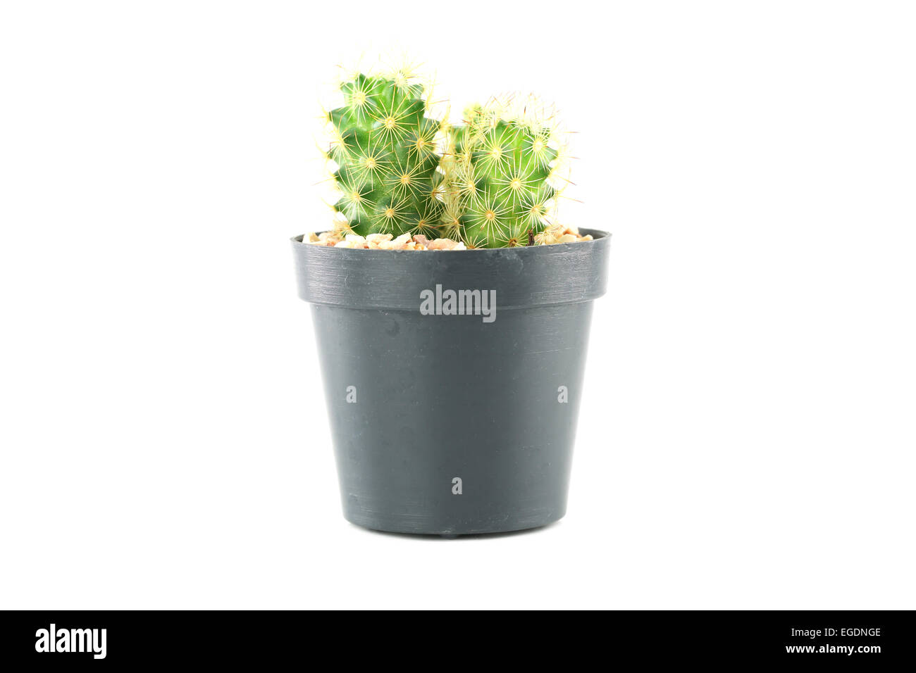 cactus in flower pot on white background Stock Photo - Alamy