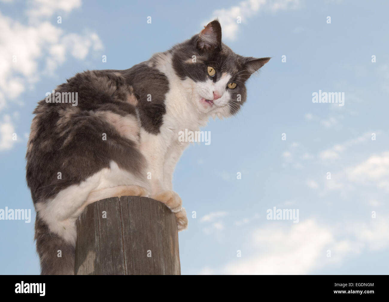 Beautiful diluted calico cat sitting on a fencepost hissing and mad Stock Photo